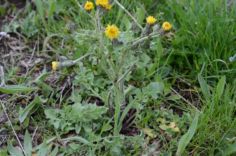 Asteracea: Crepis vesicaria