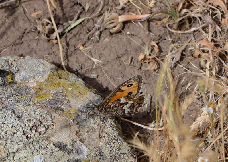 Lepidottera da identificare