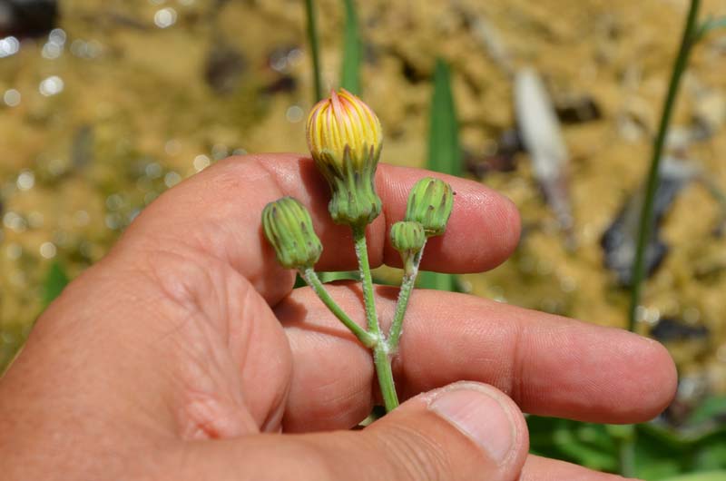 Sonchus maritimus  / Grespino marittimo