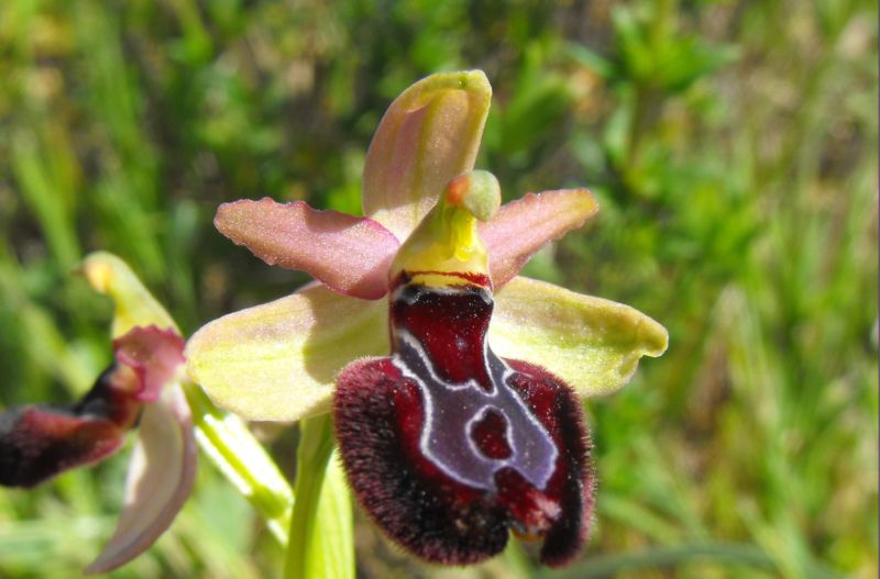 Ophrys X pan........