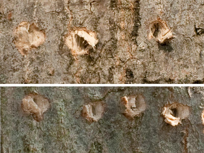 Forellini sui tronchi: picchio ?