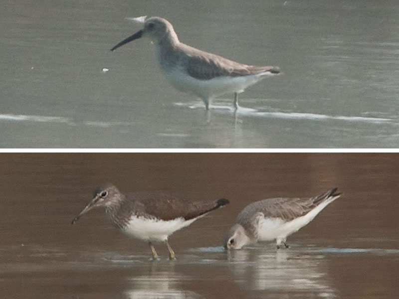 ID - Piovanello, ma quale ?