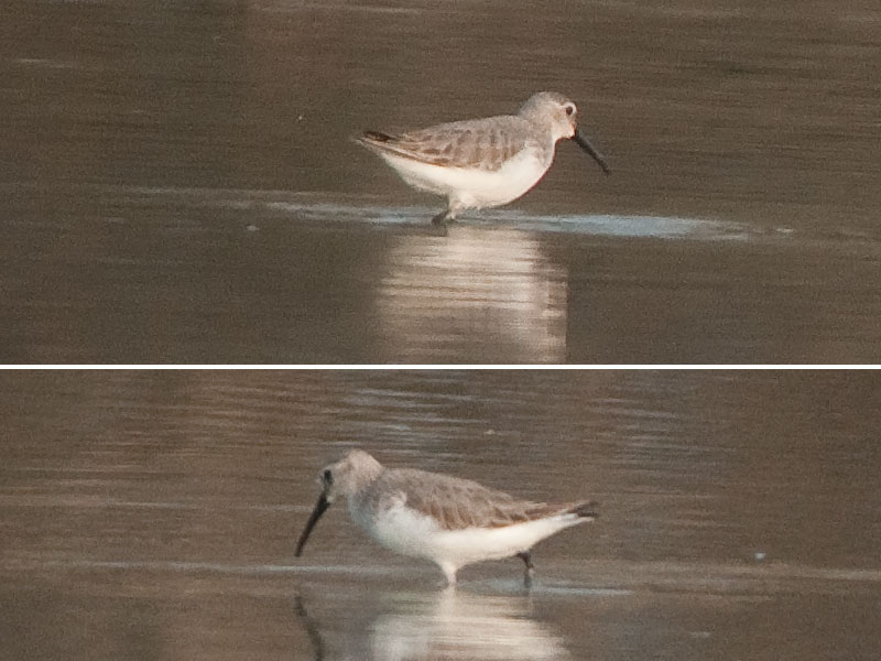 ID - Piovanello, ma quale ?