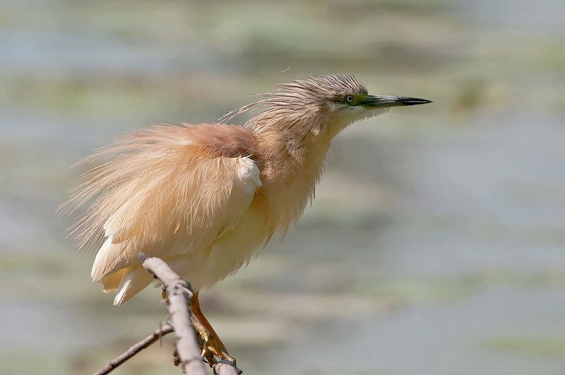 Uccelli arruffati