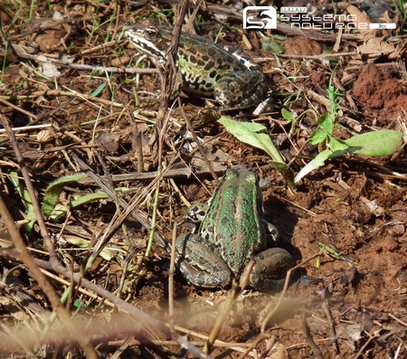 Conferma classificazione - Pelophylax sp.