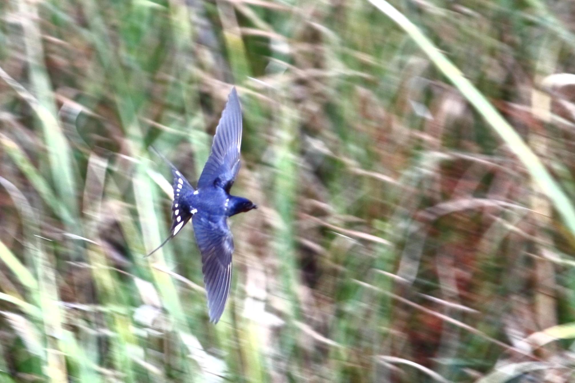 La mia prima Hirundo