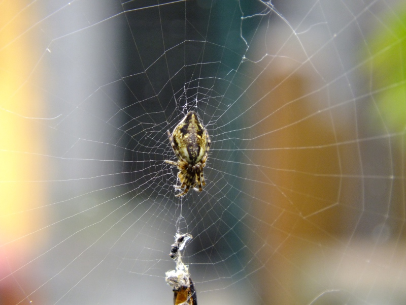 Cyclosa conica