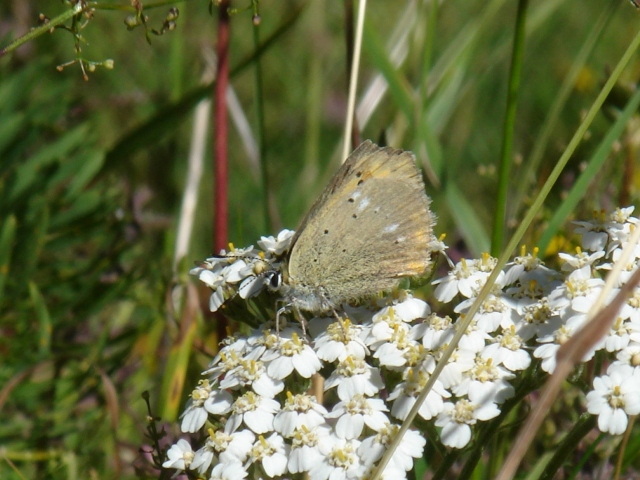 Lycaena virgaureae femmina?