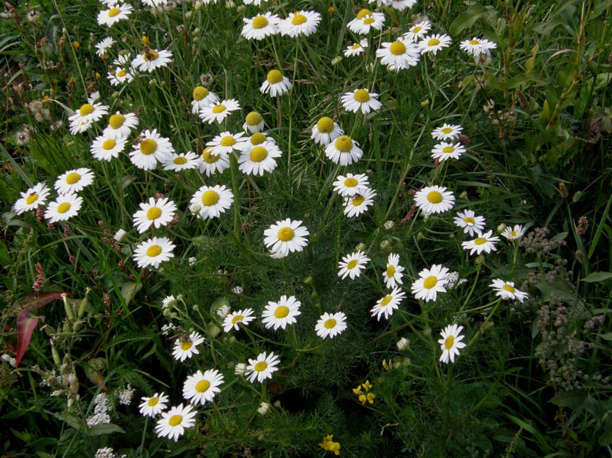 Tripleurospermum inodorum