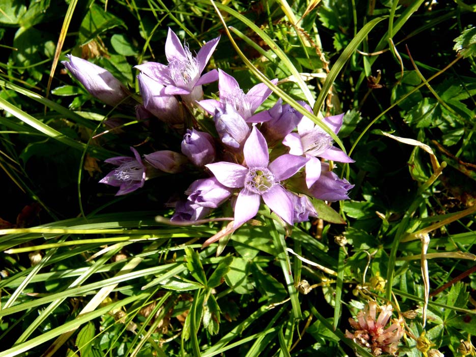 Gentianella sp. (Gentianaceae)