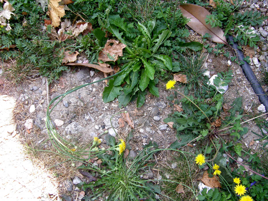 Asteracea  - Hypochaeris radicata