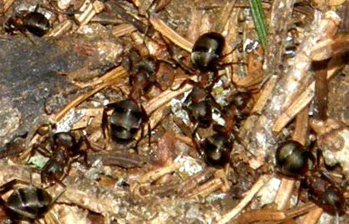 Formicaio in pineta 2 (Formica gruppo rufa)