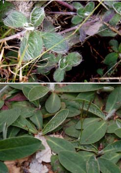 Pilosella cfr. officinarum  [= Hieracium cfr. pilosella]  (Asteraceae)