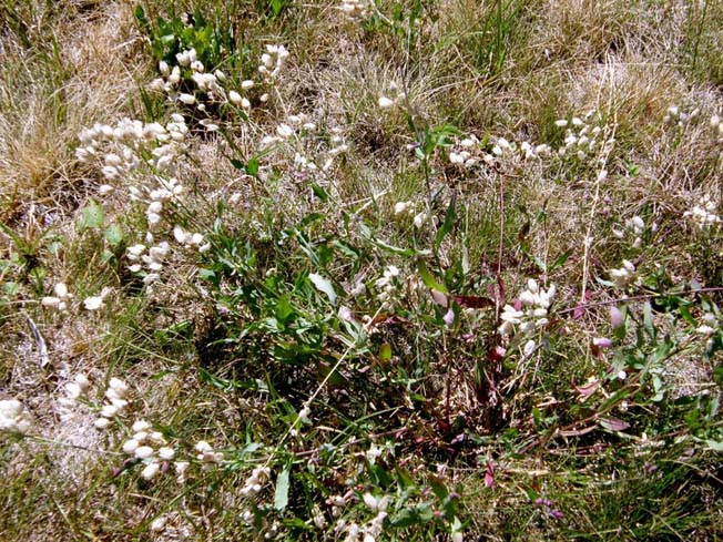 Silene vulgaris sl.