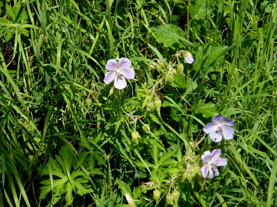 Geranium pratense / Geranio dei prati