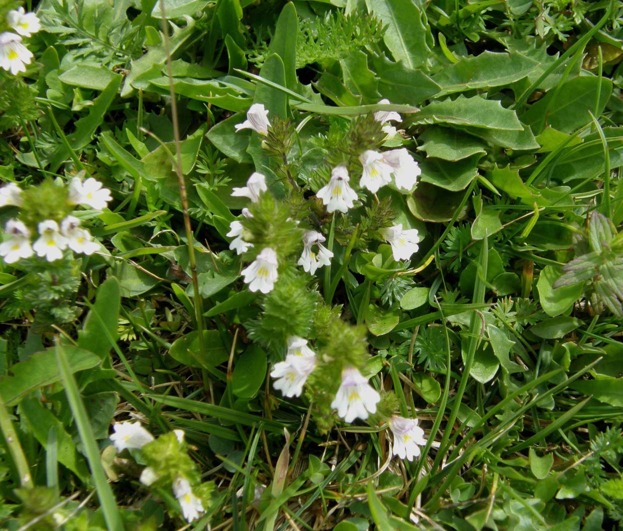Euphrasia cfr. marchesettii  (Lamiales . Orobanchaceae)