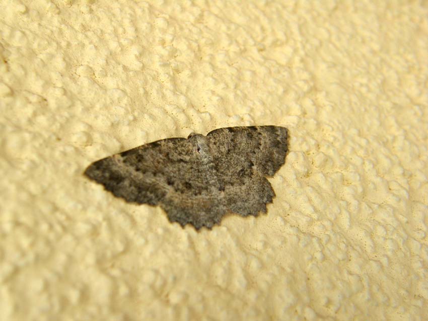 Falena super-mimetica