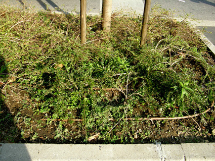 Eclipta prostrata (Asteraceae) a Milano