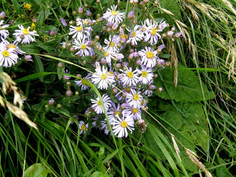 Aster amellus / Astro di Virgilio