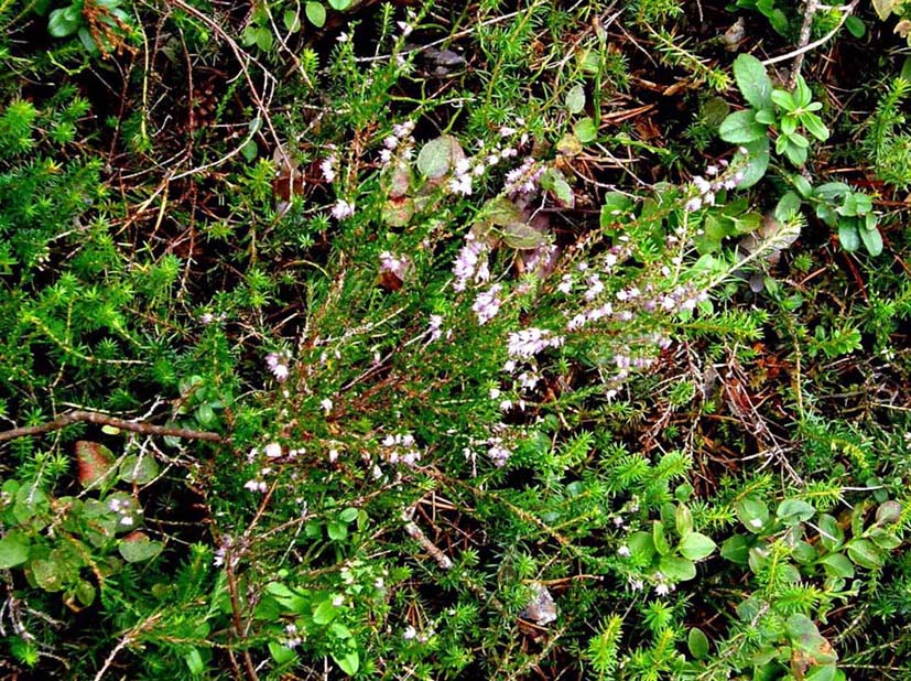Calluna vulgaris