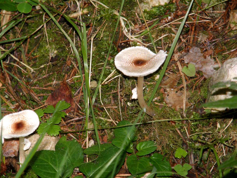 Lepiota cristata ?