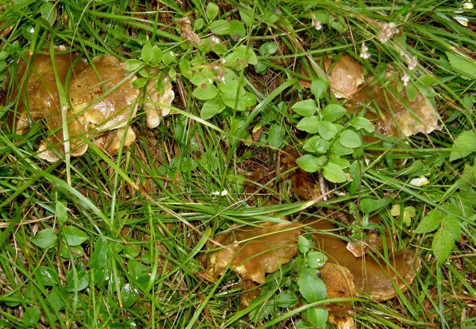 Sempre la stessa specie di Suillus?