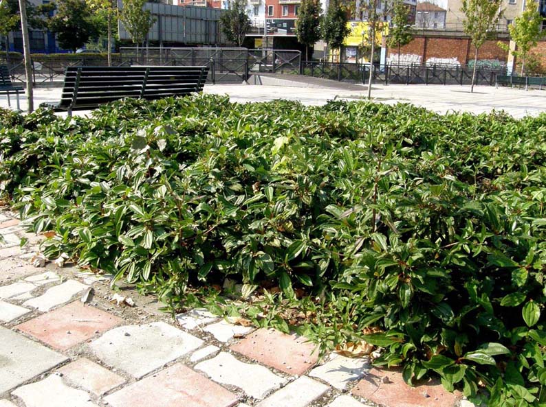 Eclipta prostrata (Asteraceae) a Milano