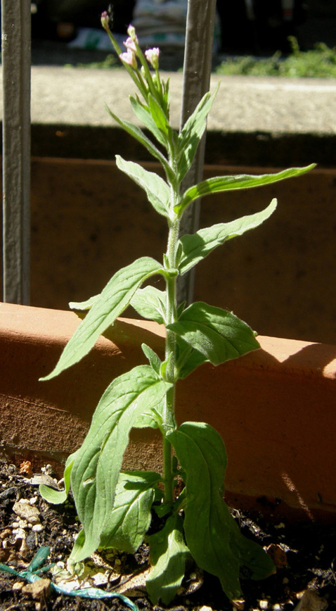 Ancora sul balcone - Epilobium cfr. parviflorum