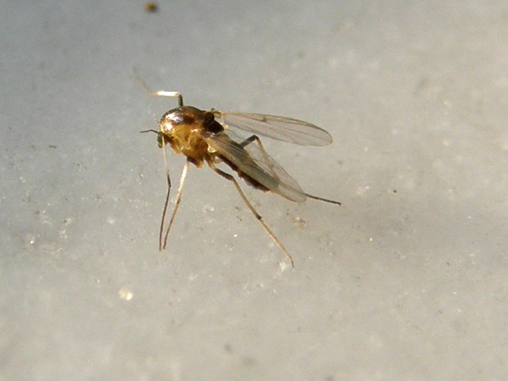 Piccolissimo da identificare