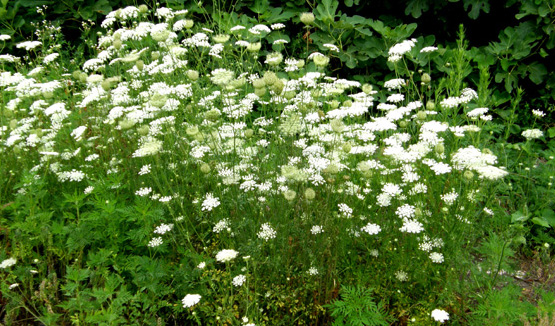 Apiacea  - Daucus carota