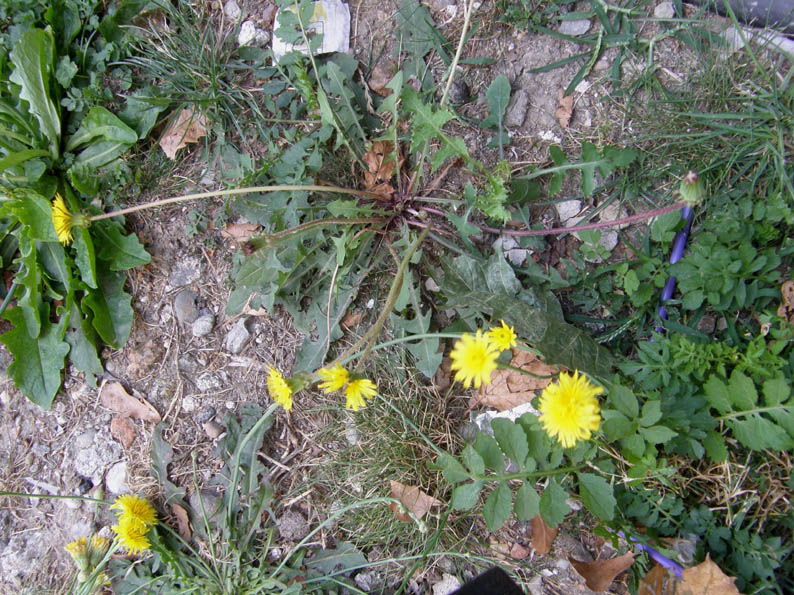 Asteracea  - Hypochaeris radicata