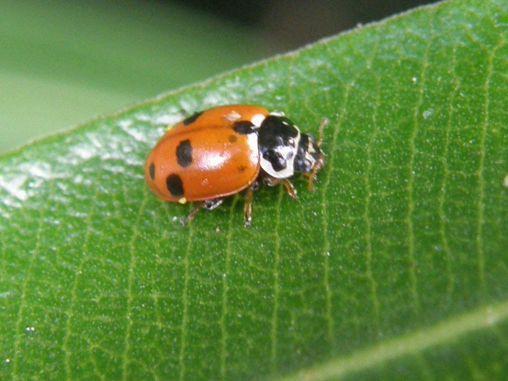 Coccinella septempunctata, anzi no, Hippodamia variegata