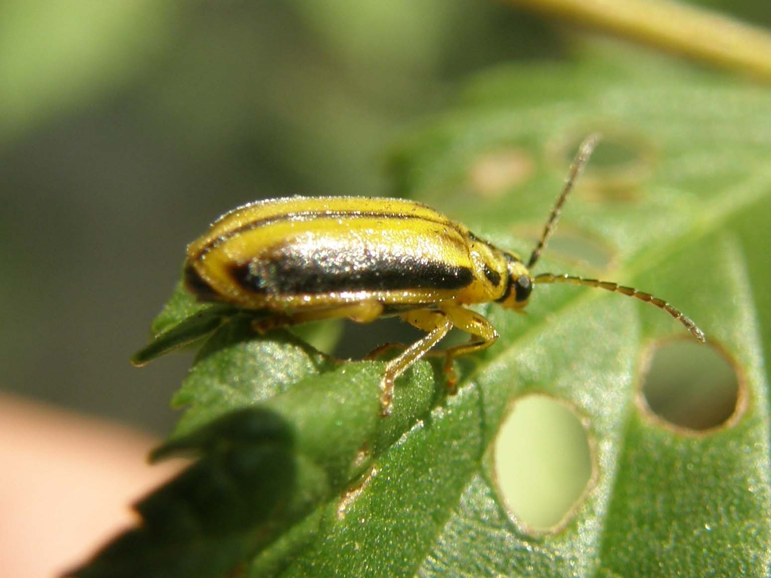 Xanthogaleruca luteola  (Chrysomelidae)