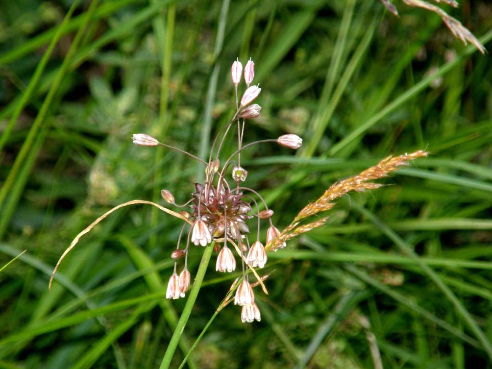 Allium oleraceum / Aglio selvatico