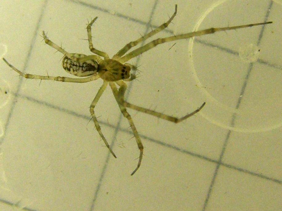 Linyphia sp.