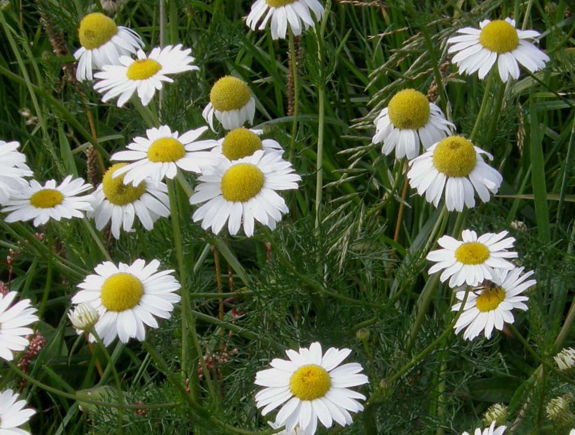 Tripleurospermum inodorum