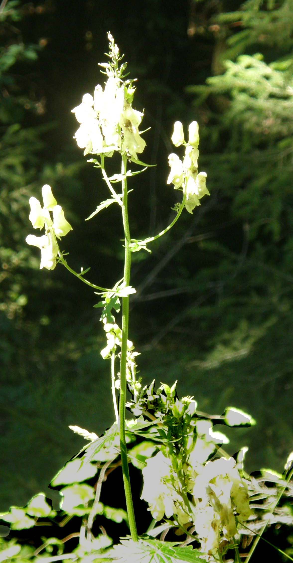 Aconitum lycoctonum