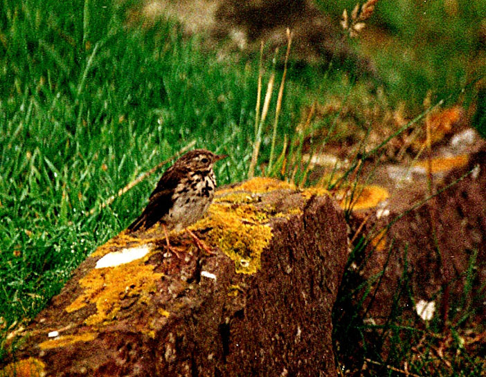 Passeriformi da identificare: Pispola e Storno