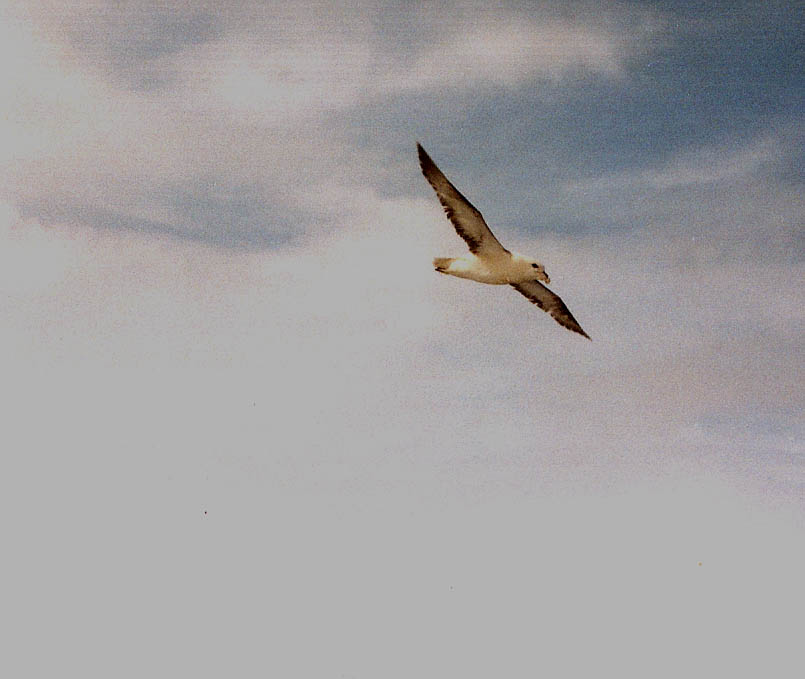 Uccello marino in volo da identificare