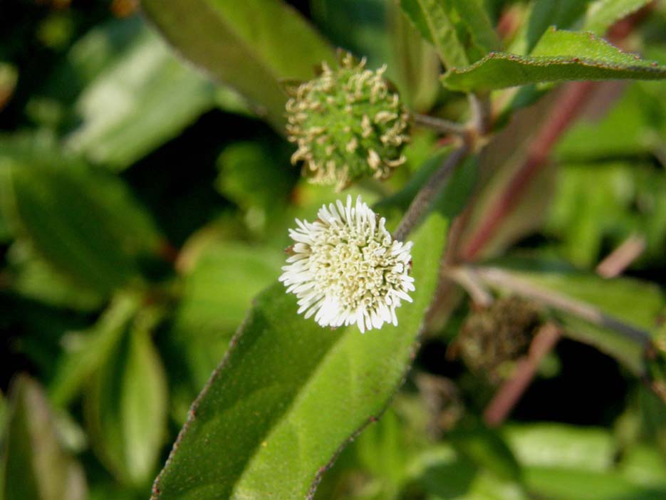 Eclipta prostrata (Asteraceae) a Milano