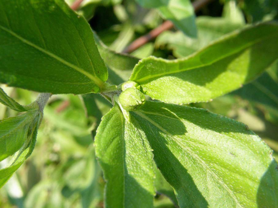 Eclipta prostrata (Asteraceae) a Milano