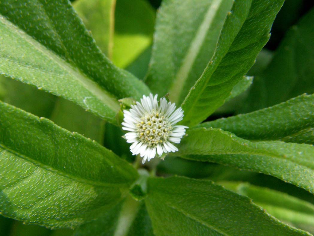 Eclipta prostrata (Asteraceae) a Milano