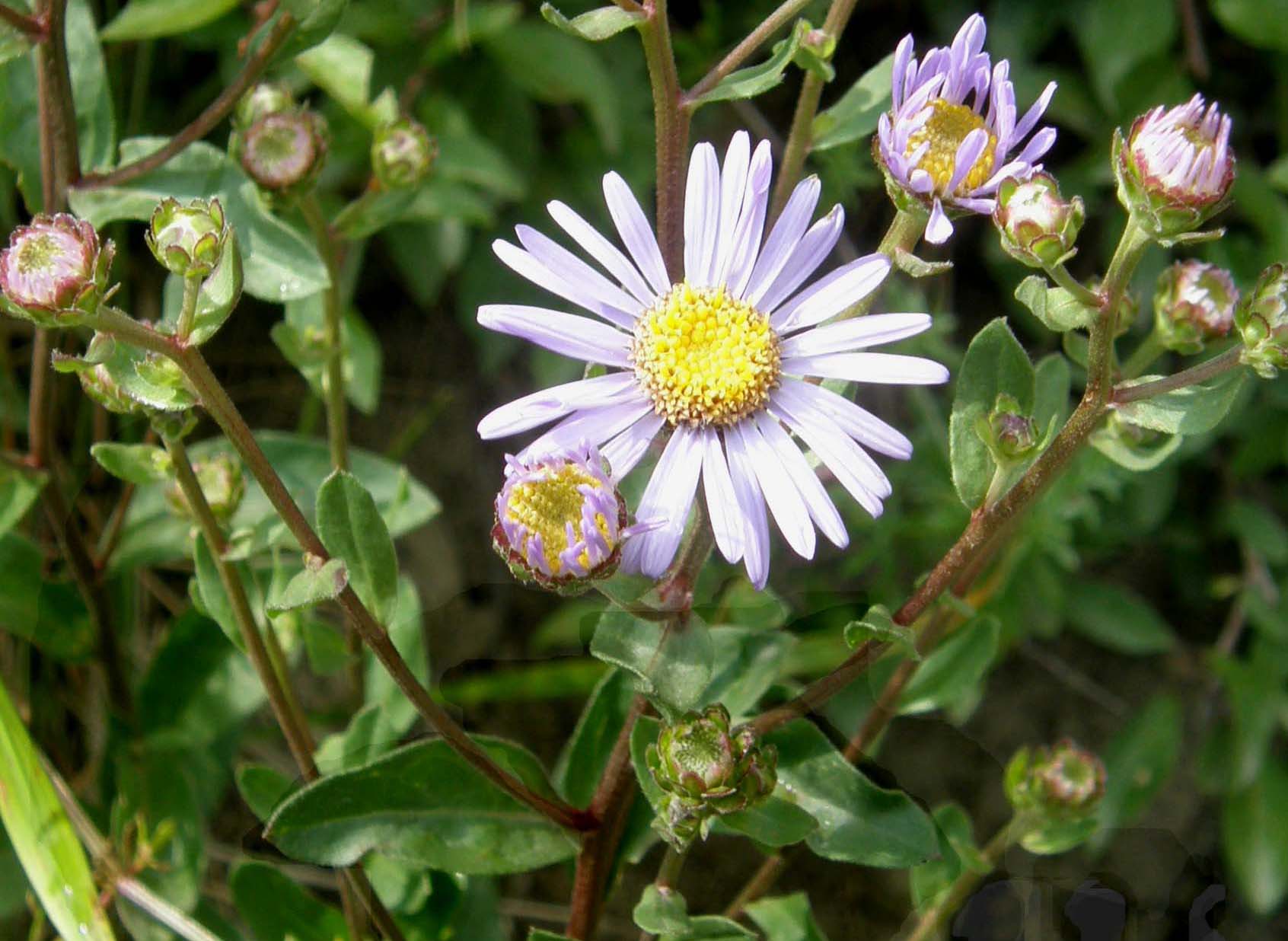 Aster amellus / Astro di Virgilio