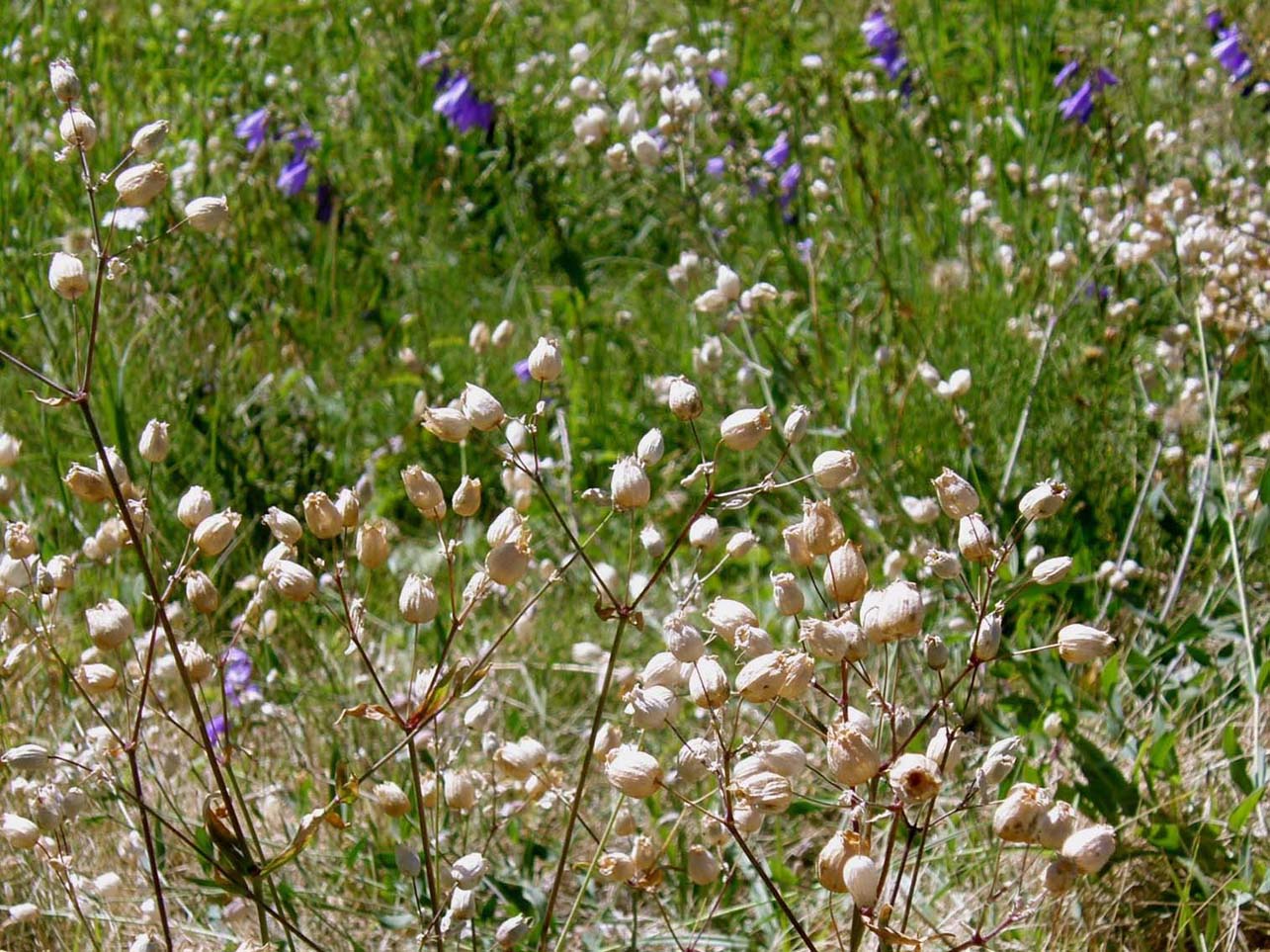 Silene vulgaris sl.