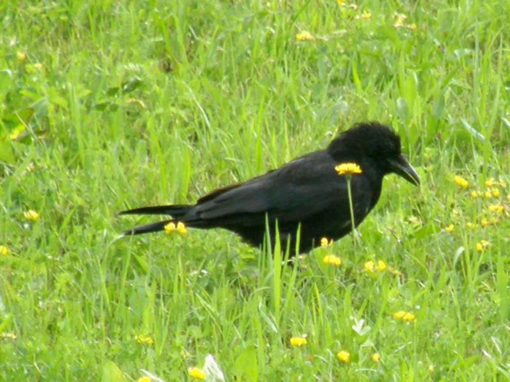 Corvo comune o cornacchia nera ?