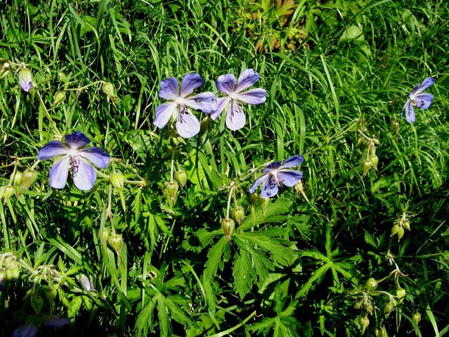 Geranium pratense / Geranio dei prati