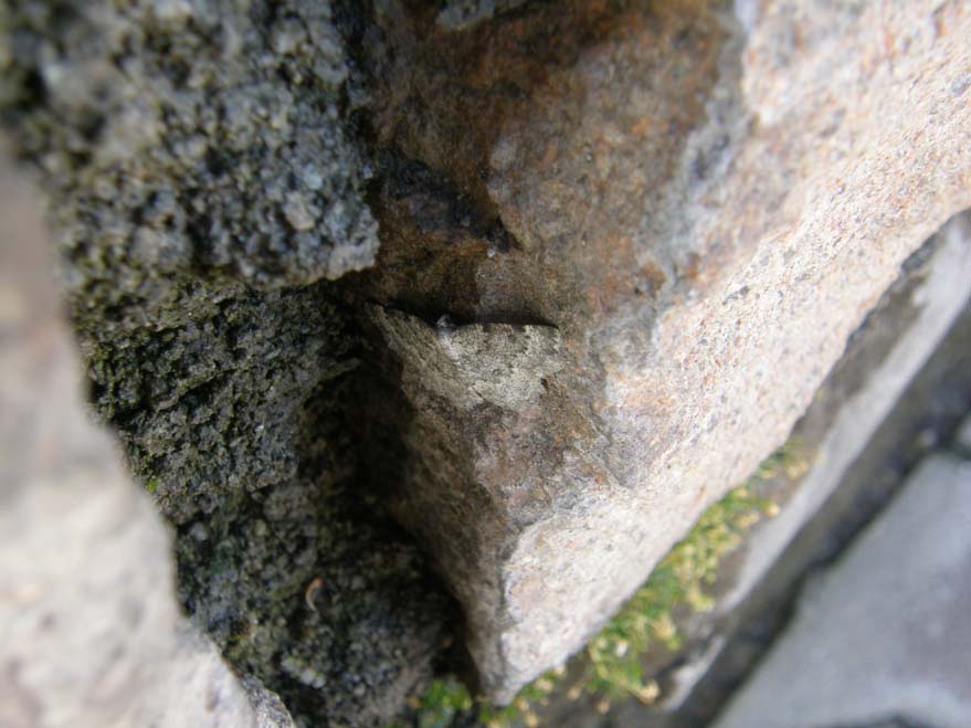 Falena super-mimetica