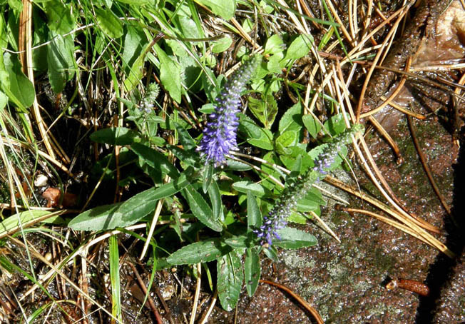 Pseudolysimachion spicatum