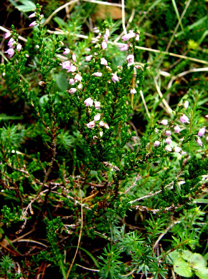 Calluna vulgaris
