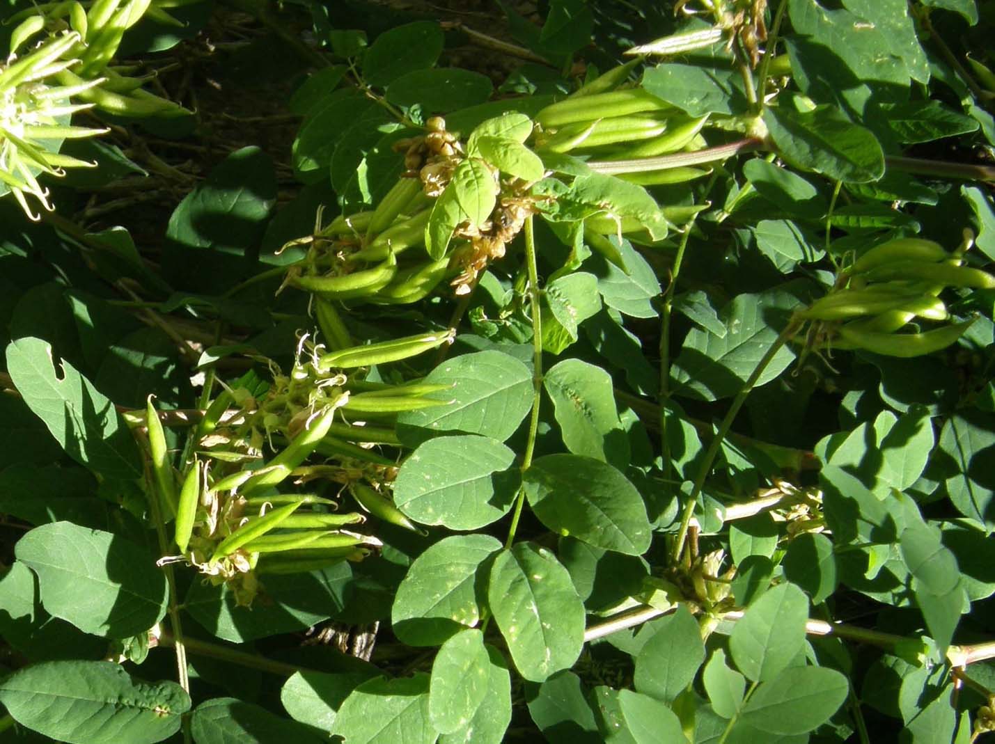 Astragalus glycyphyllos / Astragalo falsa-liquerizia